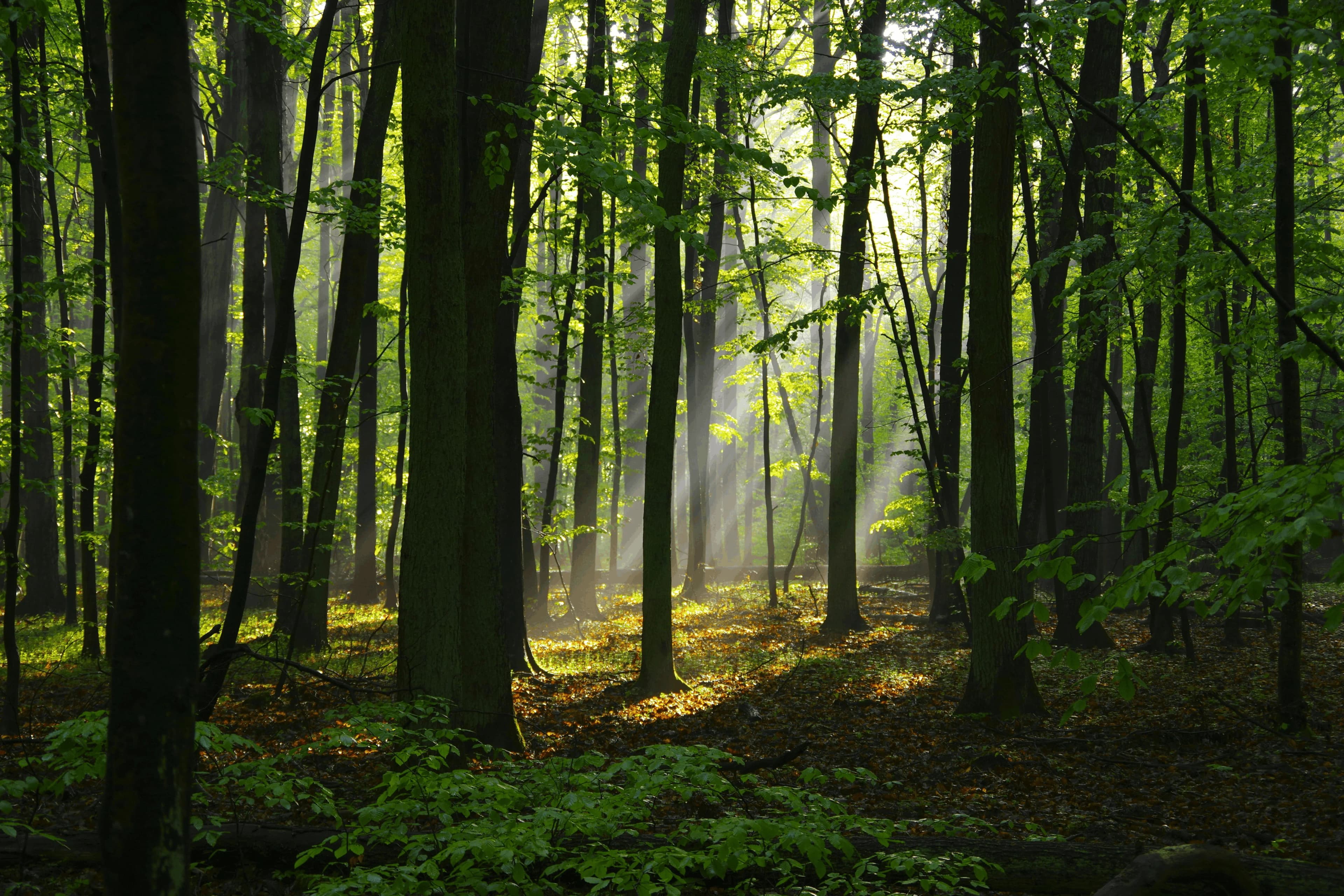 Prace terenowe ECO-TREE w otoczeniu zieleni